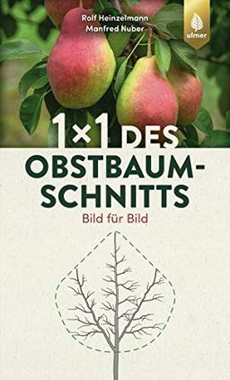 1 x 1 des Obstbaumschnitts: Bild für Bild