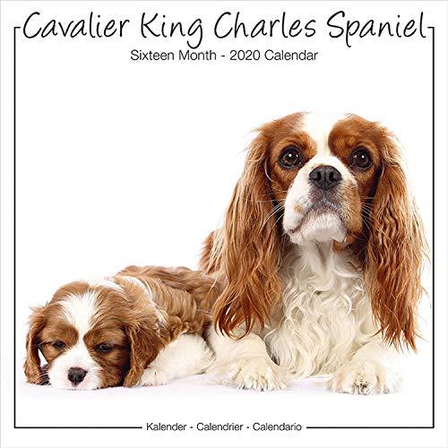 Cavalier King Charles Spaniel Studio Calendar 2020