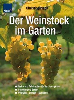 Der Weinstock im Garten