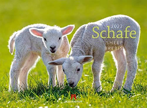 Schafe Kalender 2022, Wandkalender im Querformat (45x33 cm) - Tierkalender: Sheep / Brebis