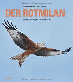 Der Rotmilan: Ein Greifvogel im Aufwind