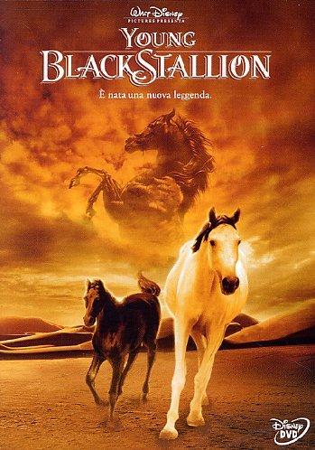 Young black stallion [IT Import]