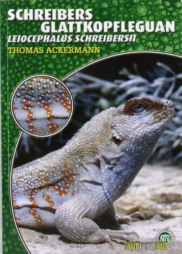 Schreibers Glattkopfleguan: Leiocephalus Schreibersii. Art für Art