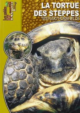 Tortue des steppes : Testudo horsfieldii