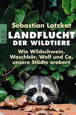 Landflucht der Wildtiere: Wie Wildschwein, Waschbär, Wolf und Co. unsere Städte erobern