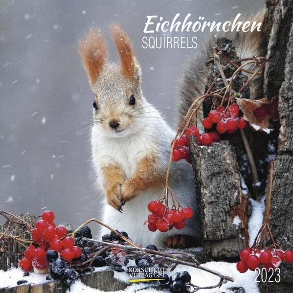 Eichhörnchen 2023: Broschürenkalender mit Ferienterminen. Format: 30 x 30 cm