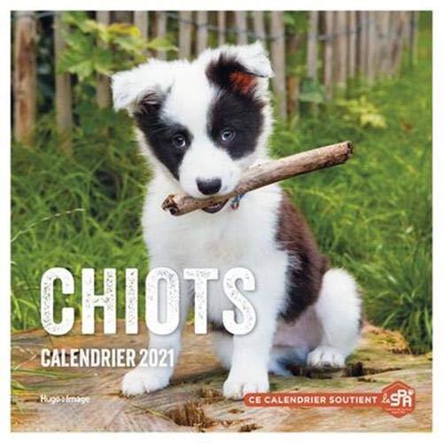 Chiots : calendrier 2021