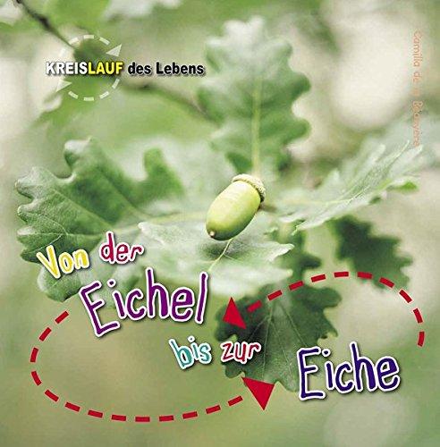 Von der Eichel zur Eiche (Kreislauf des Lebens)