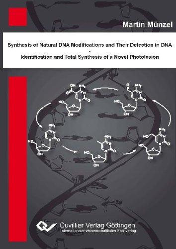 Synthese natürlicher DNA Modifikation und deren Detektion in DNA - Identifikation und Totalsynthese eines neuartigen DNA Photoschadens