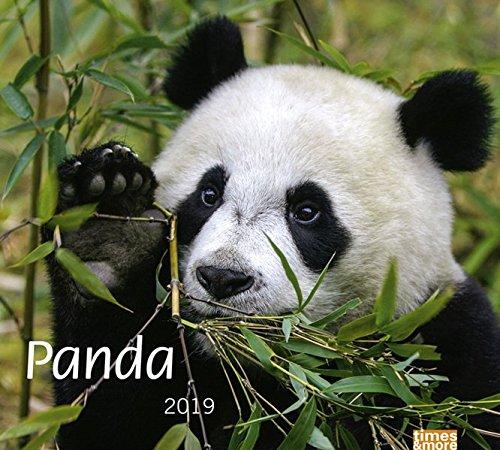 times&more Panda Bildkalender - Kalender 2019