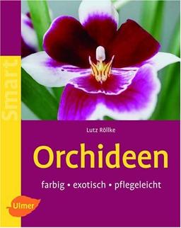 Orchideen: farbig - exotisch - pflegeleicht