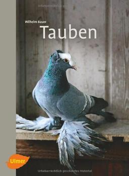 Tauben