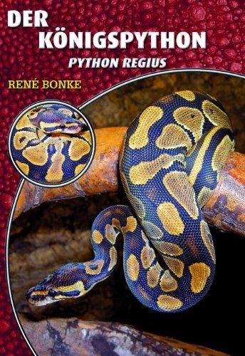 Königspython: Python regius