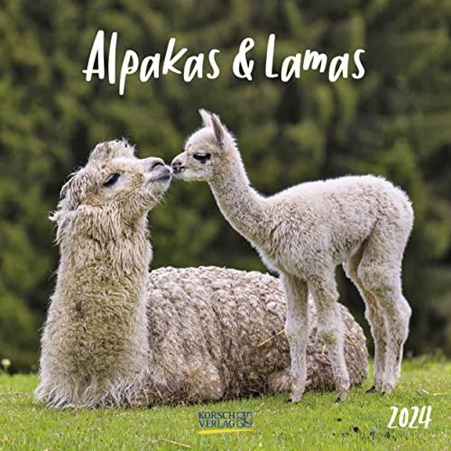 Alpakas und Lamas 2024: Broschürenkalender mit Ferienterminen. Format: 30 x 30 cm