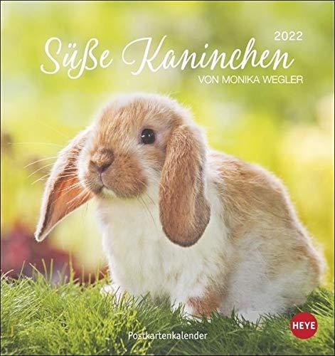 Süße Kaninchen Postkartenkalender 2022 von Monika Wegler - Tierkalender mit perforierten Postkarten - zum Aufstellen und Aufhängen - mit Monatskalendarium - 16 x 17 cm