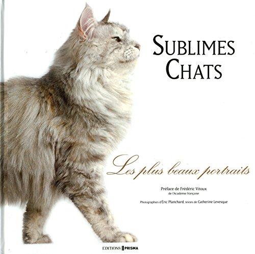 Sublimes chats : les plus beaux portraits