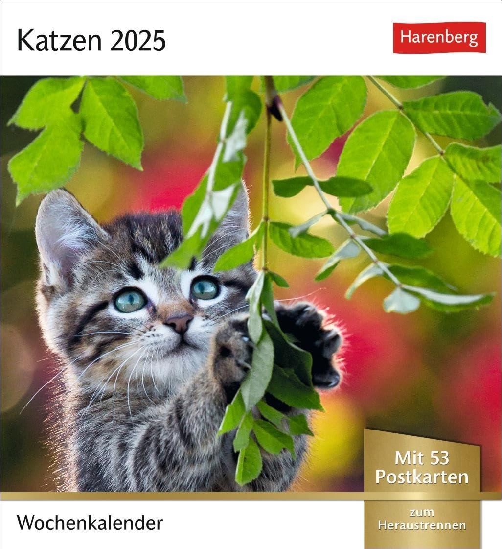 Katzen Postkartenkalender 2025 - Wochenkalender mit 53 Postkarten: Jede Woche ein süßes Kätzchen im Postkarten-Fotokalender. Tischkalender für ... zum Aufhängen (Postkartenkalender Harenberg)