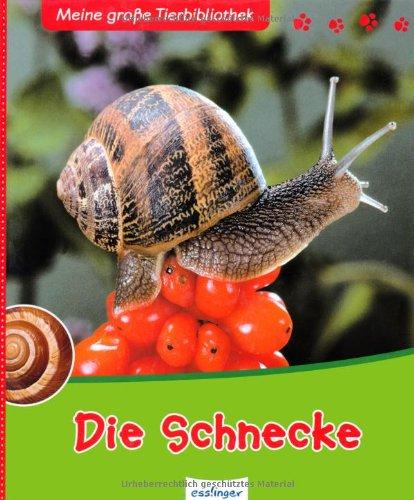 Die Schnecke