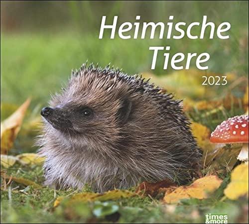 Heimische Tiere Bildkalender 2023 - times&more Tier-Kalender - Wandkalender mit Monatskalendarium - 30 x 27 cm