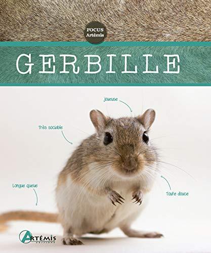 Gerbille