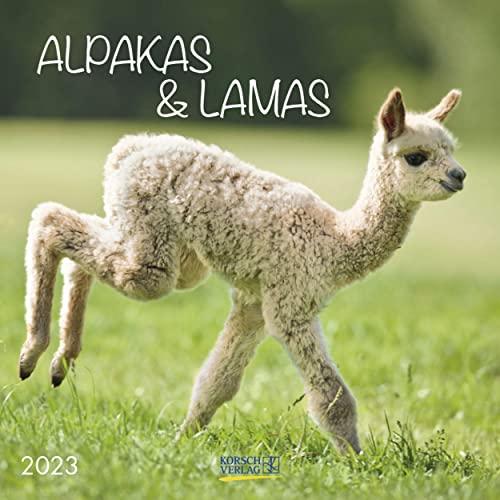 Alpakas und Lamas 2023: Broschürenkalender mit Ferienterminen. Format: 30 x 30 cm