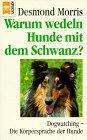 Warum wedeln Hunde mit dem Schwanz? Dogwatching - Die Körpersprache Ihres Hundes.