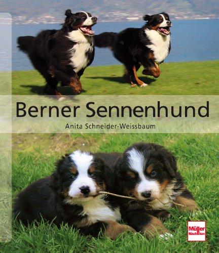 Berner Sennenhund (Hunderassen)