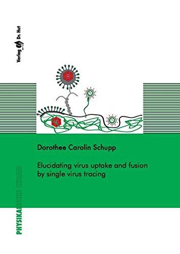 Elucidating virus uptake and fusion by single virus tracing (Physikalische Chemie)