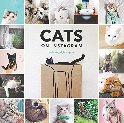 Cats of Instagram