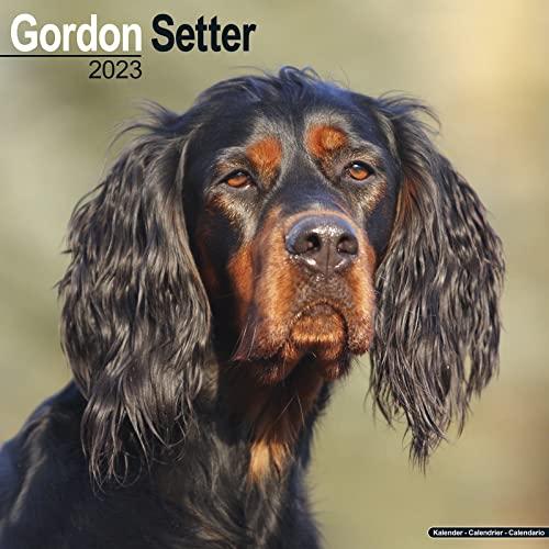 Gordon Setter 2023 - 16-Monatskalender: Original Avonside-Kalender [Mehrsprachig] [Kalender] (Wall-Kalender)