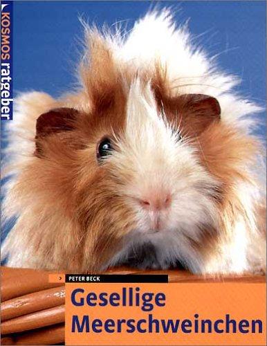 Gesellige Meerschweinchen