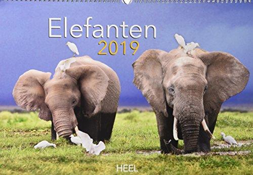 Elefanten 2019: Liebenswerte Dickhäuter