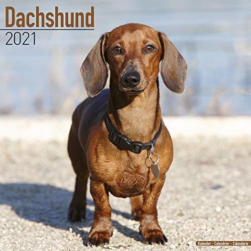 Dachshund 2021 Wall Calendar