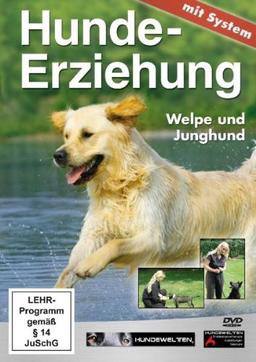 Hundeerziehung mit System: Welpe und Junghund