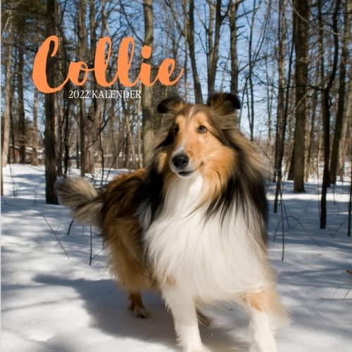 Collie 2022 Kalender: Wandkalender 2022 für Tierliebhaber - 8.5x8.5 inches - Geschenke für Familie und Freunde - tiere lustig