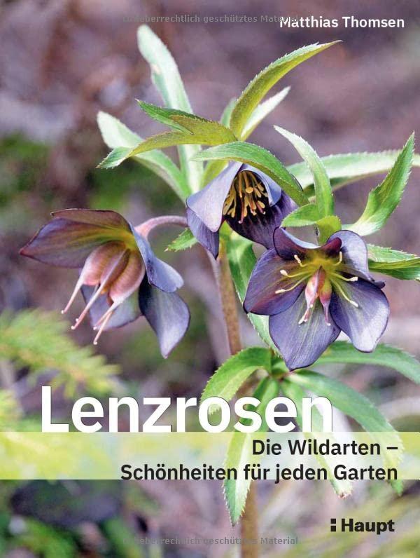 Lenzrosen: Die Wildarten - Schönheiten für jeden Garten