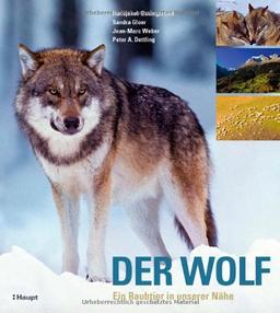 Der Wolf: Ein Raubtier in unserer Nähe