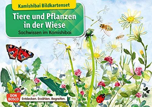 Tiere und Pflanzen in der Wiese. Kamishibai Bildkartenset. Entdecken - Erzählen - Begreifen: Sachwissen. (Sachwissen für das Kamishibai)