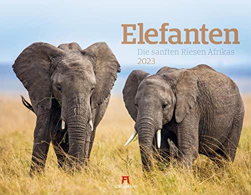 Elefanten - die sanften Riesen Afrikas Kalender 2023, Wandkalender im Querformat (54x42 cm) - Tierkalender