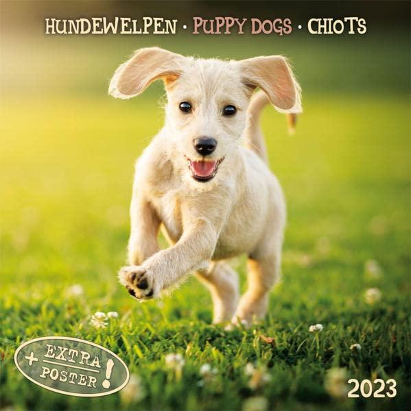 Puppy Dogs/Hundewelpen 2023: Kalender 2023 (Artwork Edition)