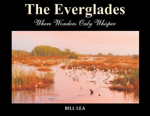 The Everglades: Where Wonders Only Whisper