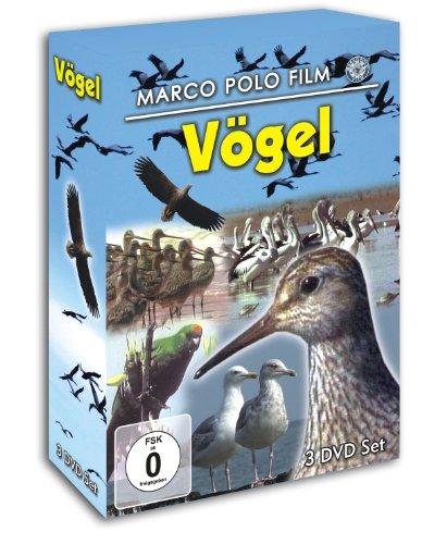 Vögel : Die seltensten Vögel Neuseelands - Zugvögel - Das Leben der Möwen