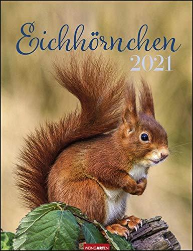 Eichhörnchen Kalender 2021