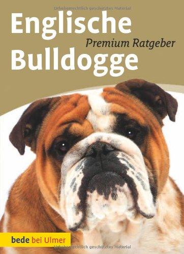 Englische Bulldogge