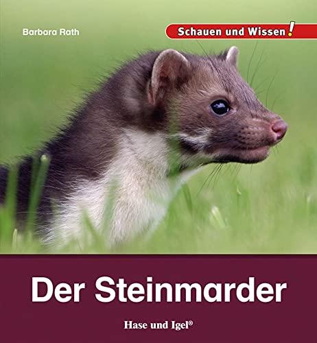 Der Steinmarder: Schauen und Wissen!