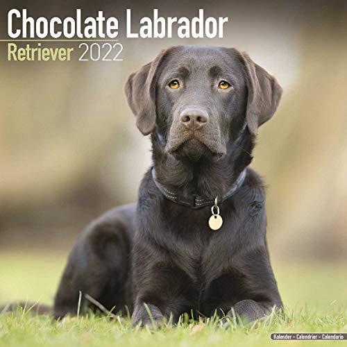 Chocolate Labrador Retriever - Brauner Labrador 2022 - 16-Monatskalender: Original Avonside-Kalender [Mehrsprachig] [Kalender] (Wall-Kalender)