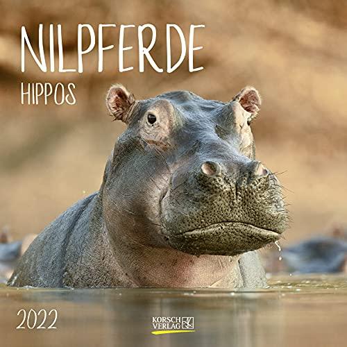 Nilpferde 2022: Broschürenkalender mit Ferienterminen. Format: 30 x 30 cm