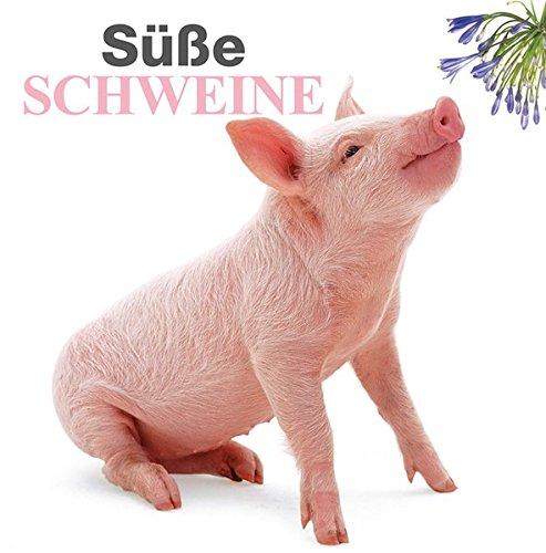 Süße Schweine: Ein Bildband mit den schönsten Aufnahmen von schlauen Schweinen und süßen Ferkeln