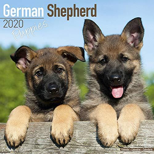 Avonside Publishing Ltd: German Shepherd Puppies Calendar 20