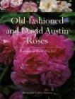 Old-Fashioned and David Austin Roses